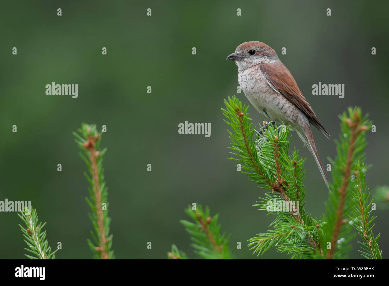 Red-backed shrike (Lanius collurio), a beautiful songbird sitting on a spruce in the morning, Moravian-Silesian Beskids, Czech Republic Stock Photo