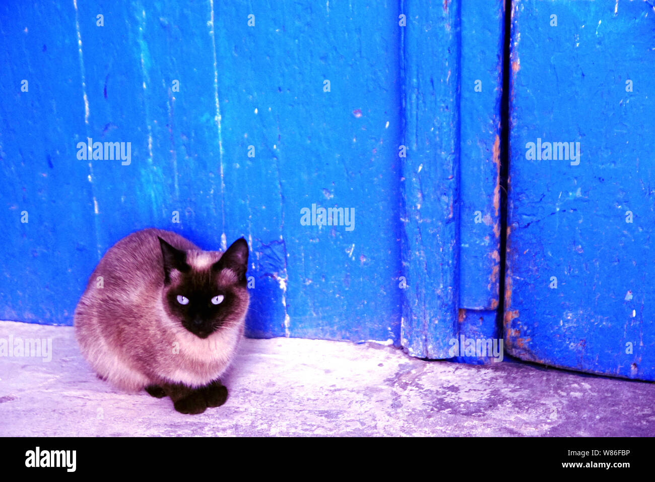 A blue-eyed Siamese cat in the streets of the medina in Hammamet, Tunisia Stock Photo