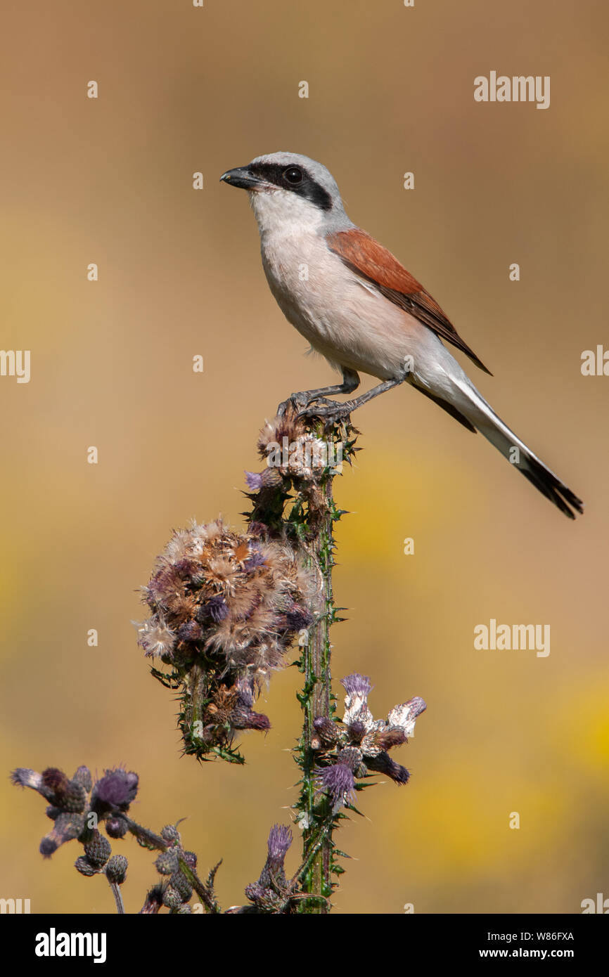 Red-backed shrike (Lanius collurio) male, beautiful songbird sitting on a thistle in the morning, Maple mountains (Javorniky), Slovakia Stock Photo