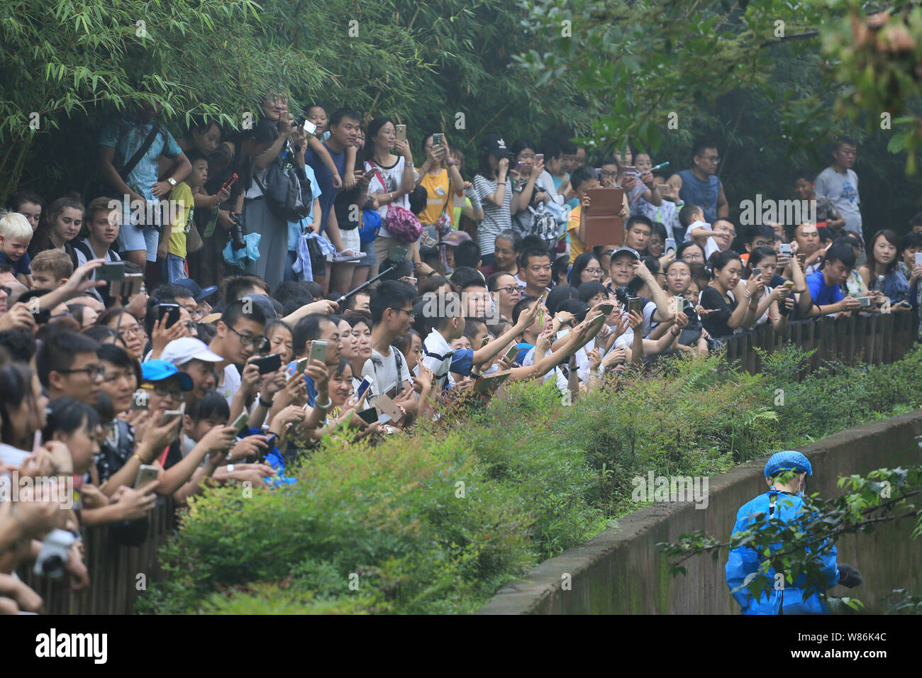 A crowd of tourists take pictures of giant pandas at the Chengdu ...