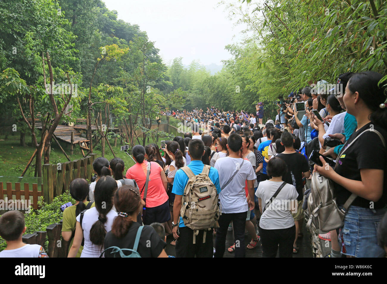 A crowd of tourists take pictures of giant pandas at the Chengdu ...