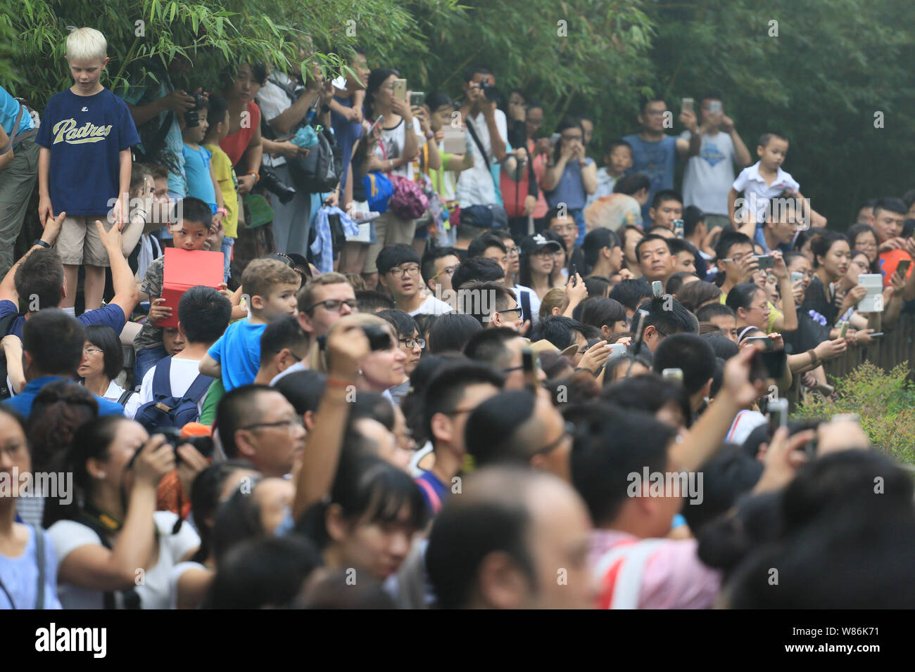 A crowd of tourists take pictures of giant pandas at the Chengdu ...