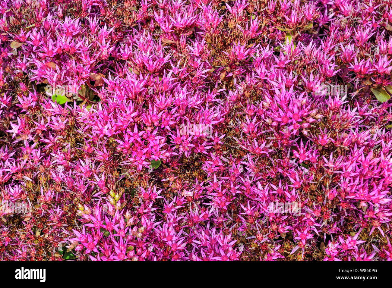 Pink flowers of blossoming false Sedum (Sedum Voodoo) - decorative stonecrop for rock garden landscape design, mixborders, alpine slides. Floral backg Stock Photo
