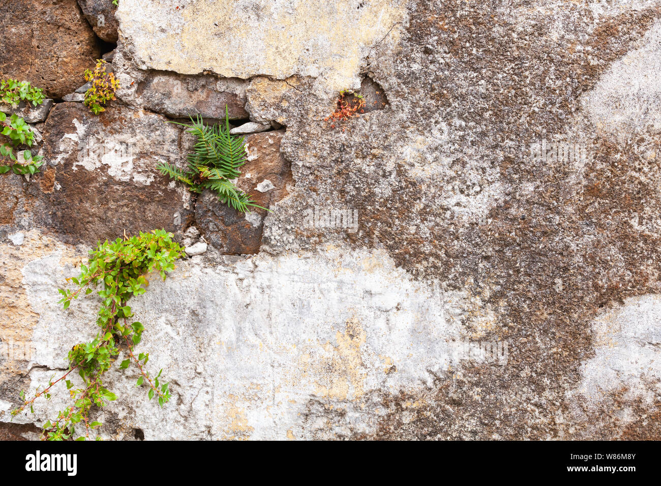 Old gray stone wall with green leaves, background photo texture Stock ...