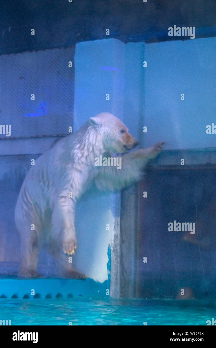 The world's saddest polar bear Pizza is pictured in an aquarium at the  Grandview shopping mall in Guangzhou city, south China's Guangdong  province, 27 Stock Photo - Alamy