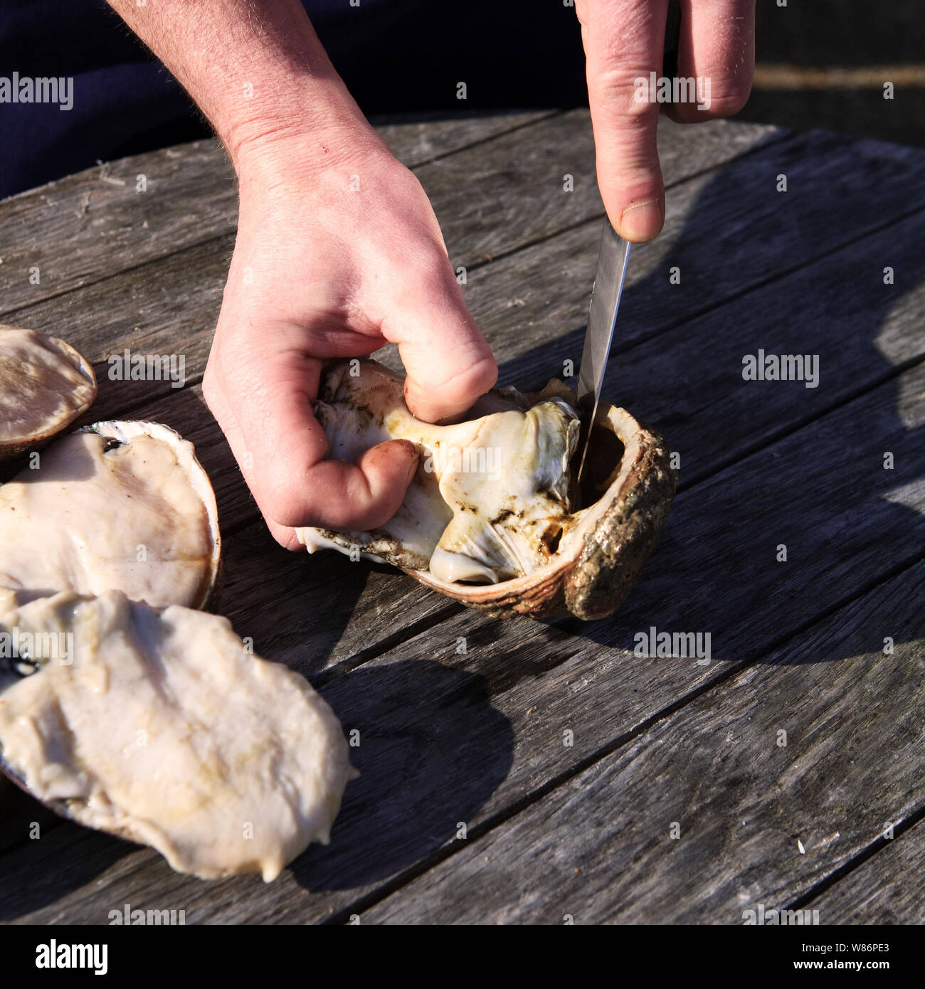 Guernsey Ormers - shellfish from the abalone family - being prepared to be cooked in a stew. Stock Photo