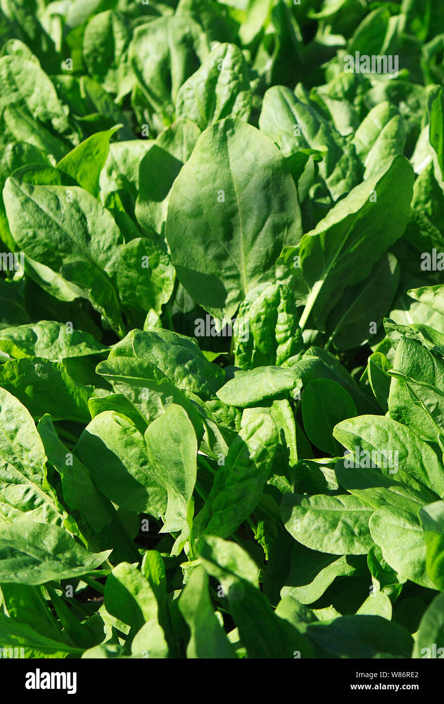 basil herb plants growing in a commercial greenhouse Stock Photo Alamy
