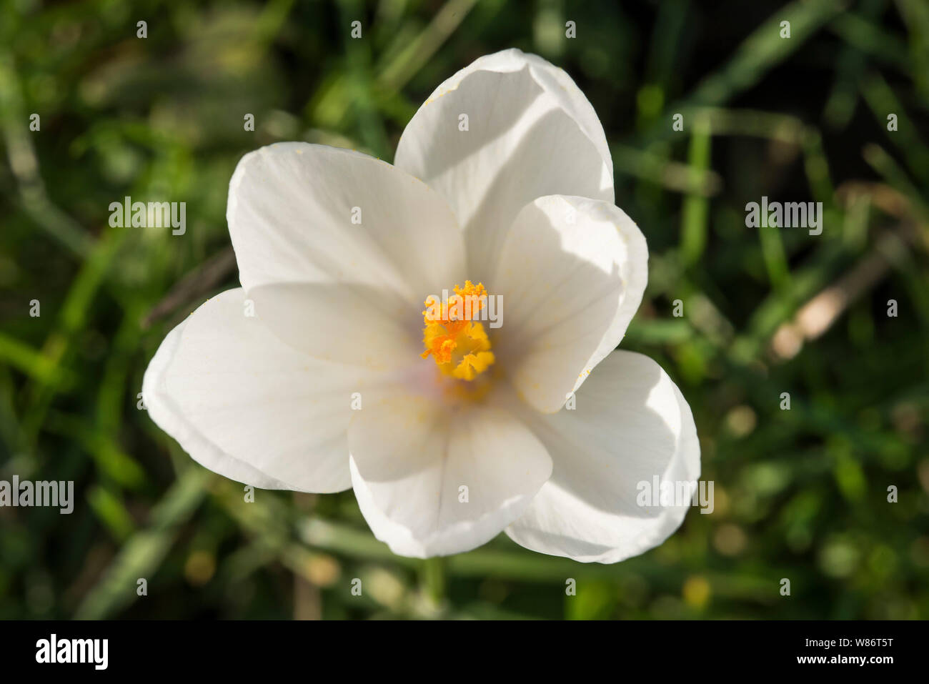 Crocuses herald the arrival of Spring. 90 species. 3 stamens, 1 style as opposed to toxic 'Autumn crocus' ( Colchicum ) with 6 stamens and 3 styles. Stock Photo