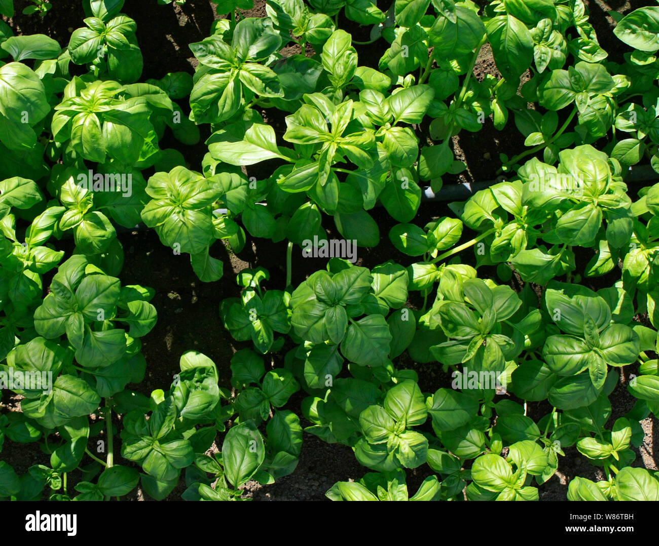 basil herb plants growing in a commercial greenhouse Stock Photo Alamy