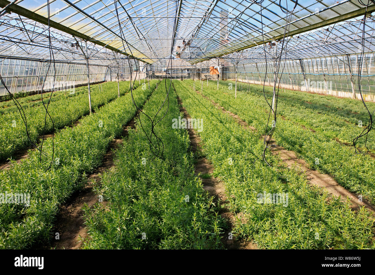tarragon herb plants growing in a commercial greenhouse Stock Photo Alamy