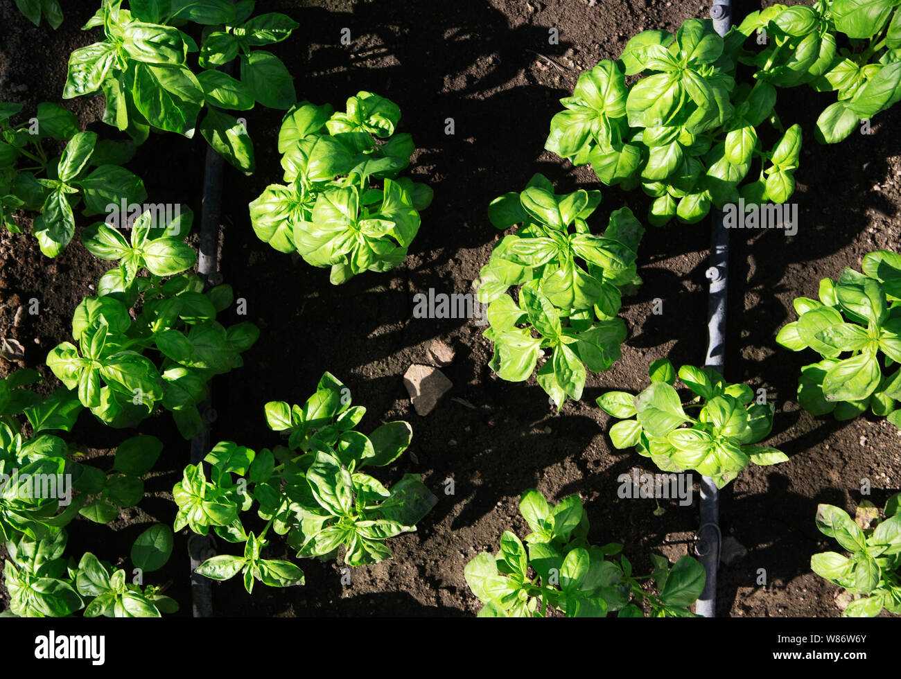 basil herb plants growing in a commercial greenhouse Stock Photo Alamy