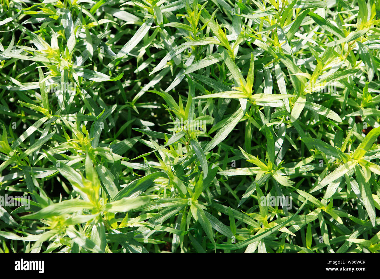 tarragon herb plants growing in a commercial greenhouse Stock Photo Alamy