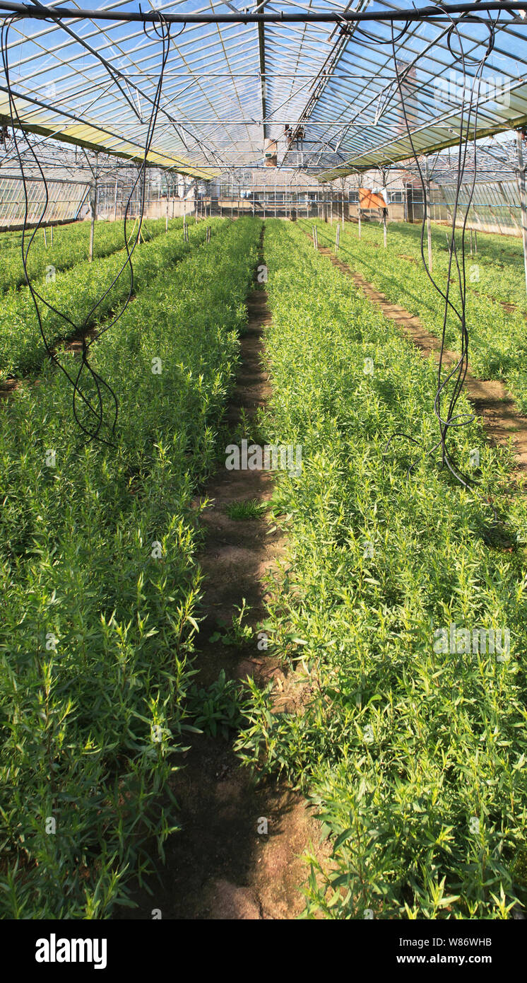 tarragon herb plants growing in a commercial greenhouse Stock Photo Alamy
