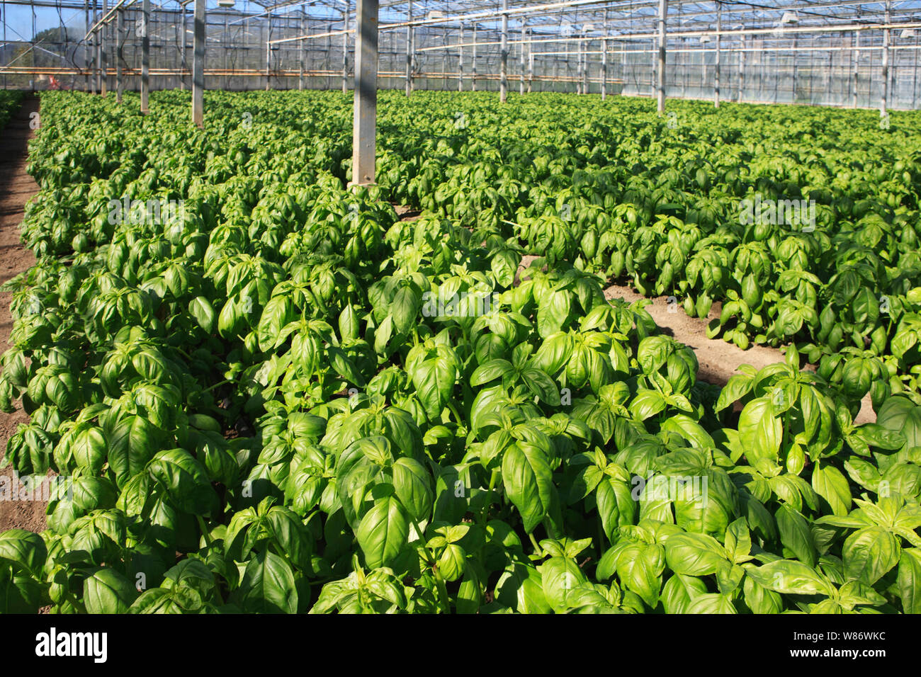 basil herb plants growing in a commercial greenhouse Stock Photo Alamy