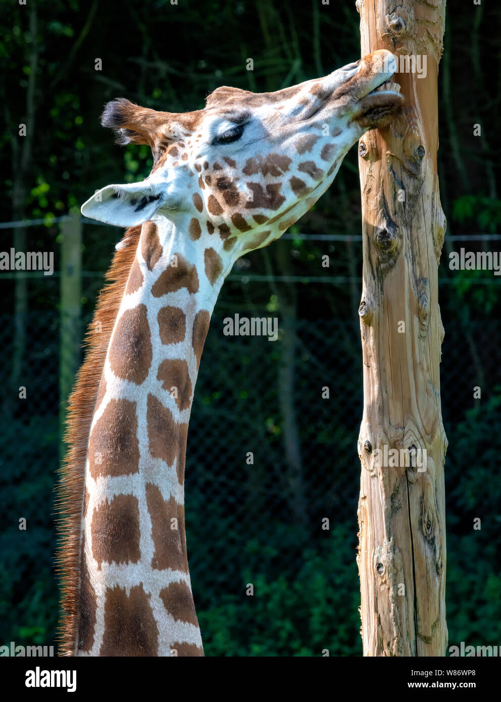 A Giraffe (Giraffa Camelopardalis) at Blackpool Zoo, chewing the bark from a tree trunk Stock Photo