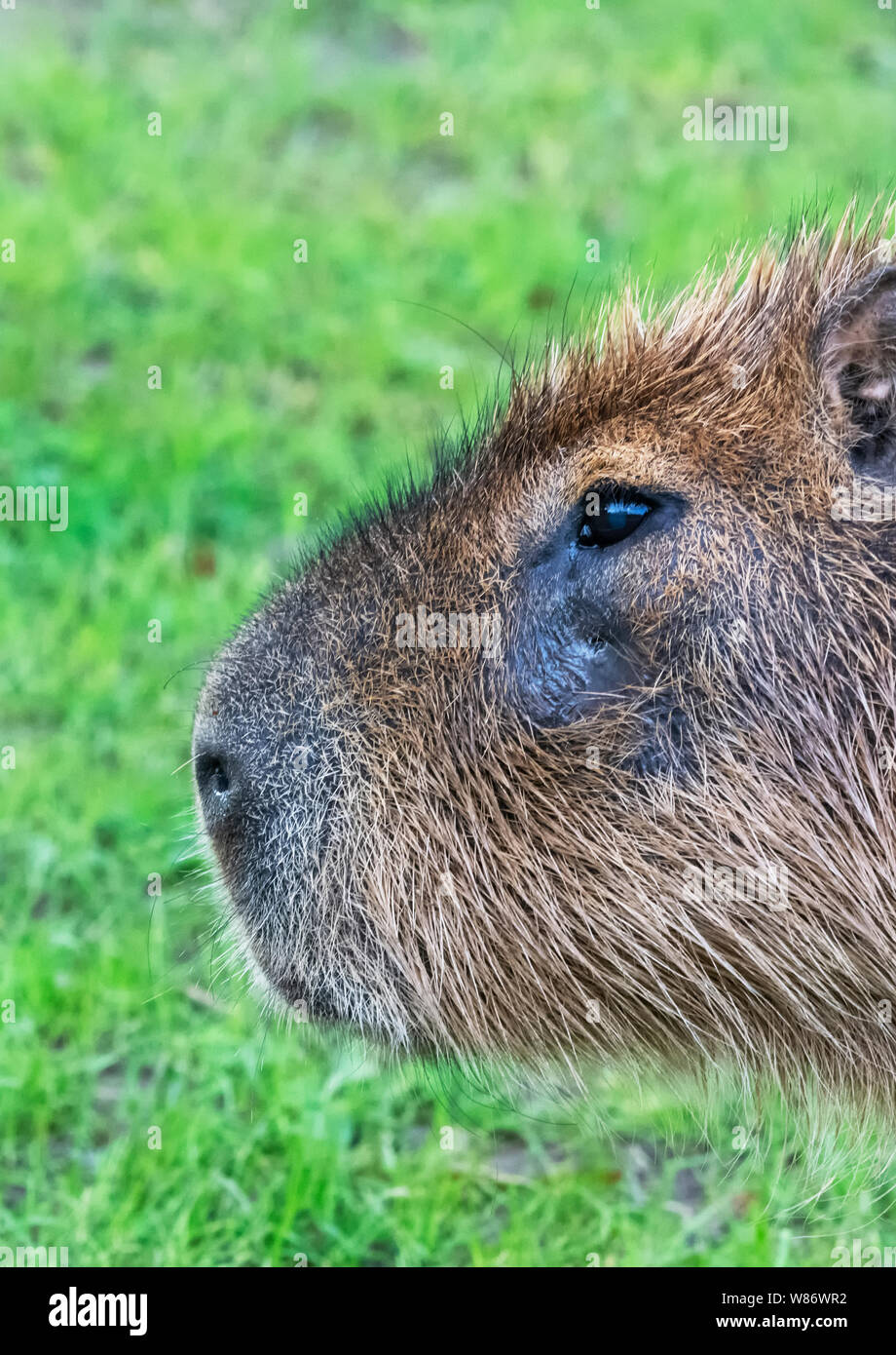 Portrait of a Capybara (Hydrochoerus hydrochaeris). The Capybara is the largest rodent in the world Stock Photo