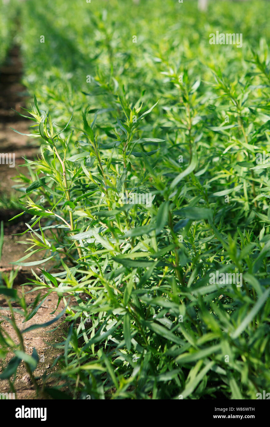 tarragon herb plants growing in a commercial greenhouse Stock Photo Alamy
