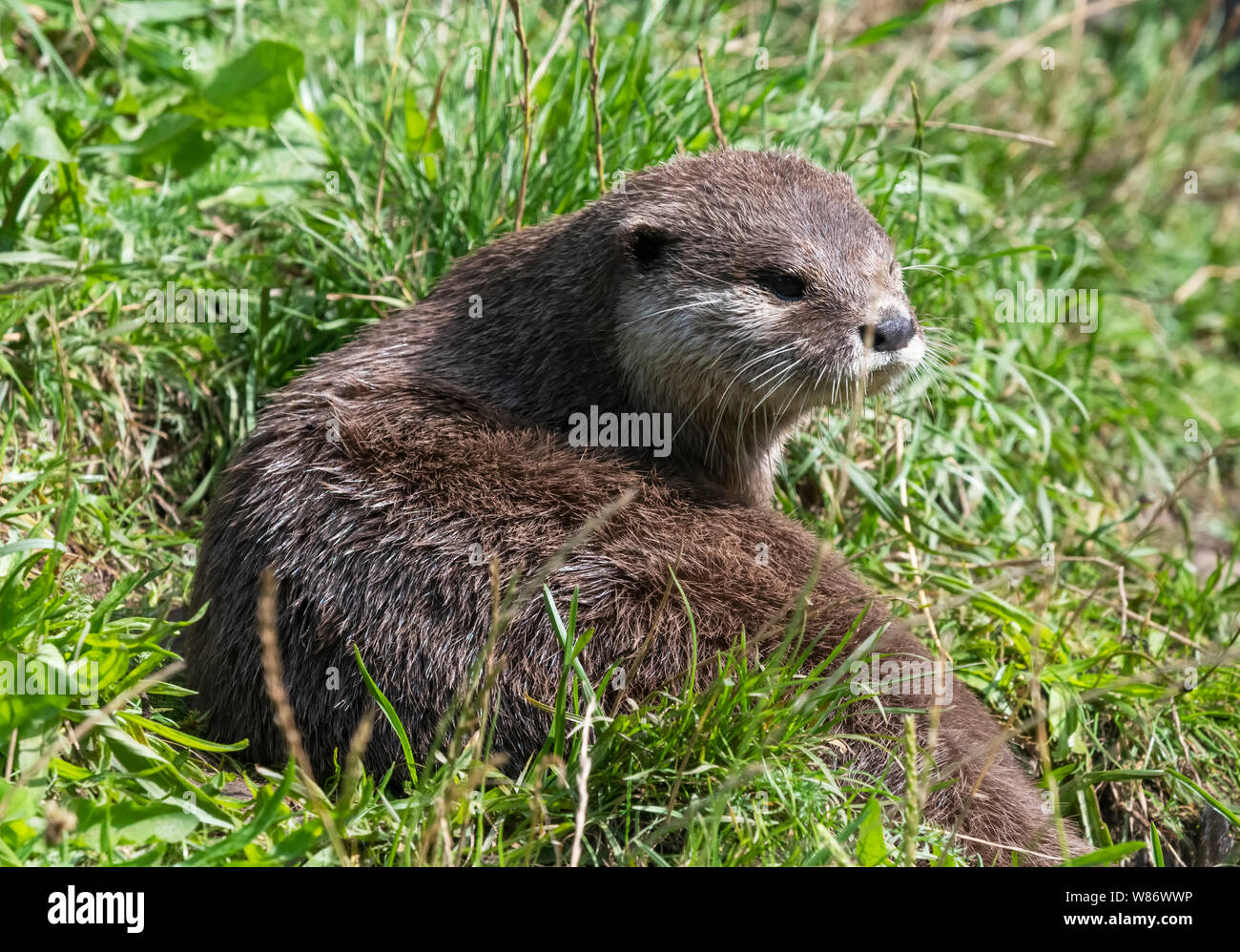 Asian Short Clawed Otter, (Aonyx cinereal) also known as the Asian Small Clawed Otter, is the smallest Otter species in the world Stock Photo