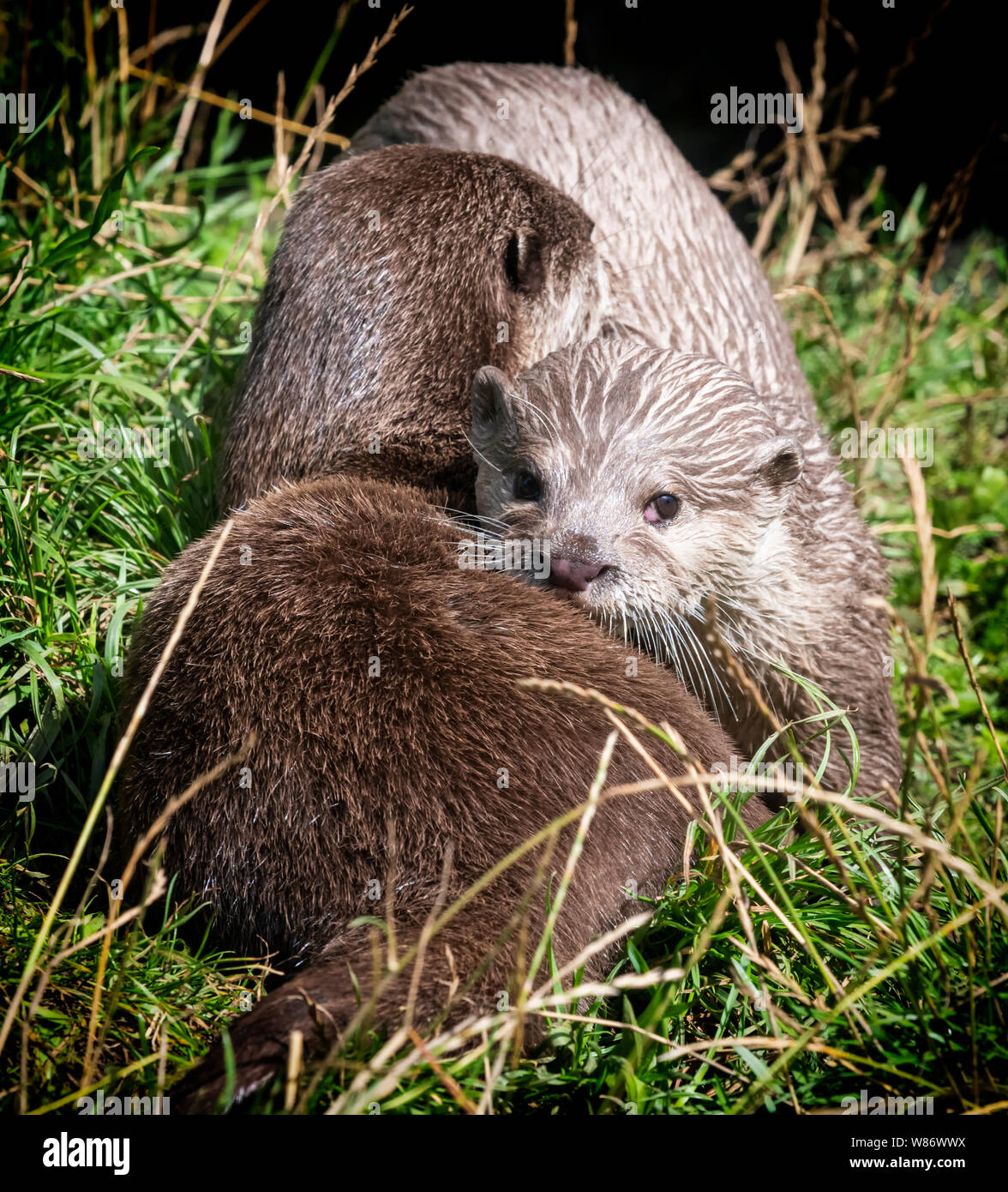 Asian Short Clawed Otters, (Aonyx cinereal) also known as Asian Small Clawed Otters, are the smallest Otter species in the world Stock Photo