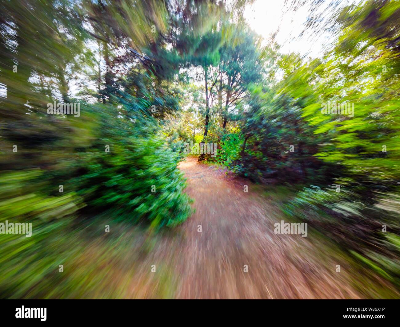 Green forest countryside path pathway natural environment speeding through dense trees Stock Photo