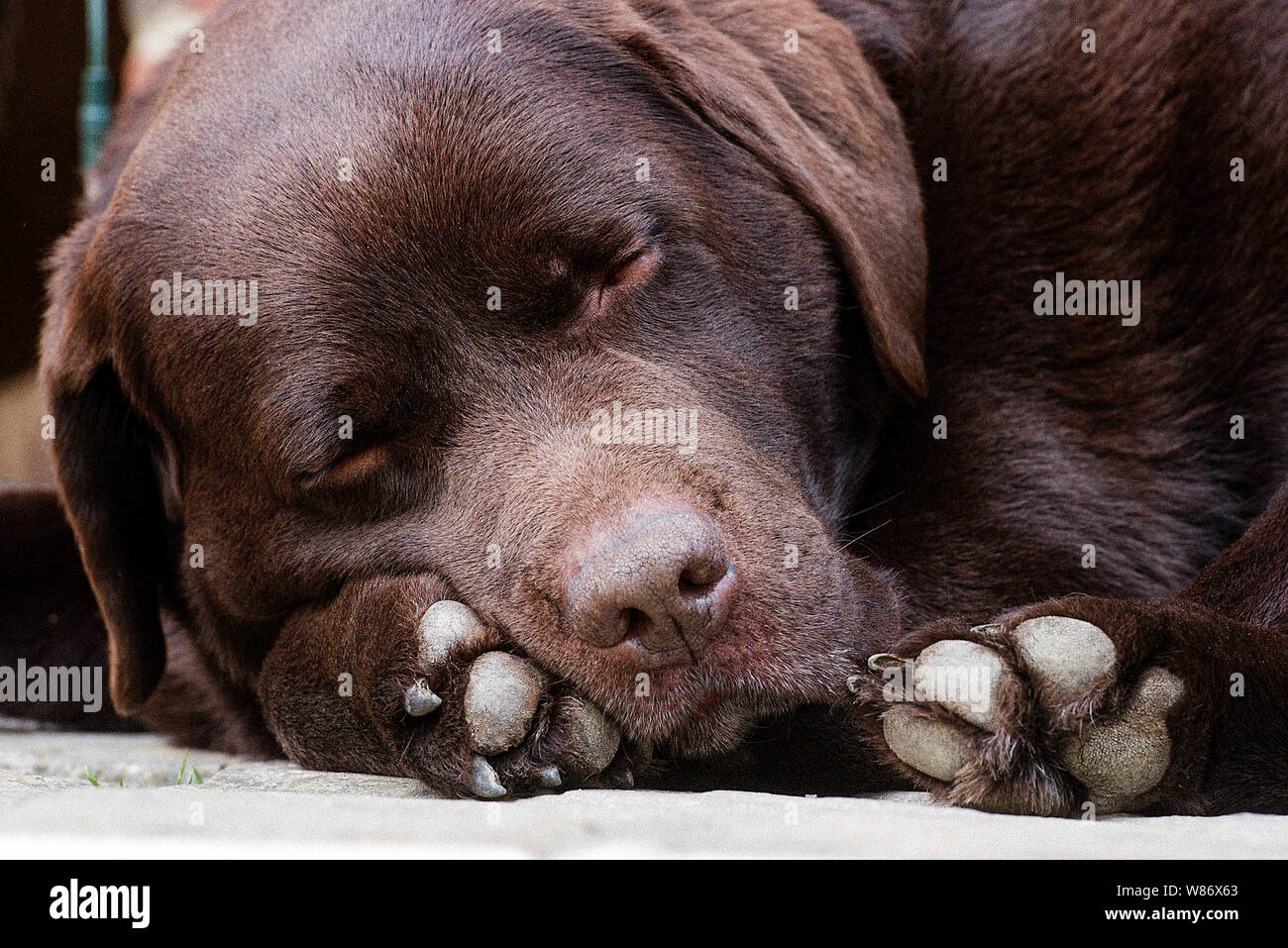 Sleeping Chocolate Colour Labrador Dog Stock Photo