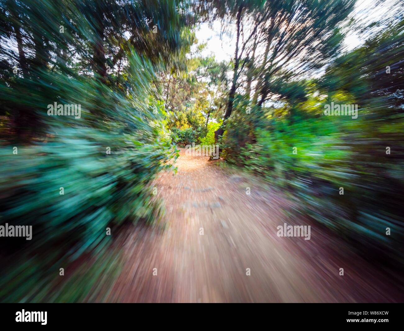 Green forest countryside path pathway natural environment speeding through dense trees Stock Photo