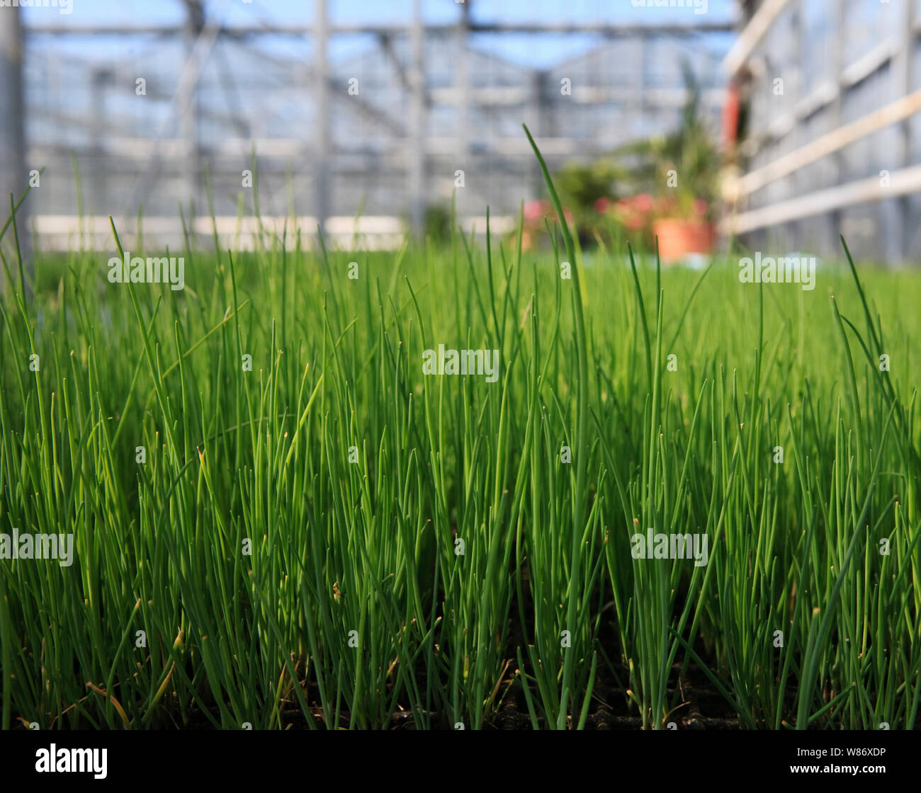 chive herb plants growing in a commercial greenhouse Stock Photo