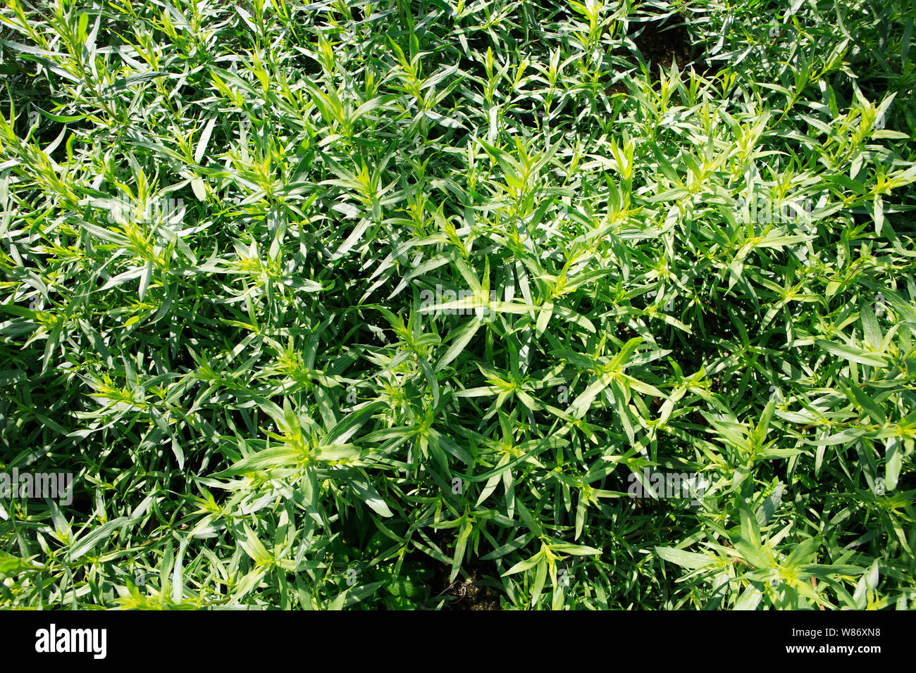 tarragon herb plants growing in a commercial greenhouse Stock Photo Alamy