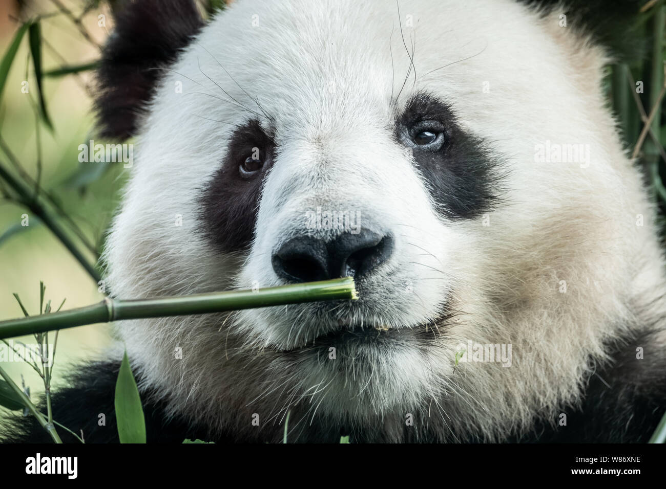 The two new pandas, Mao Sun and Xing Er (pictured) , seen in Copenhagen Zoo. (Photo credit: Gonzales Photo - Kim M. Leland). Stock Photo