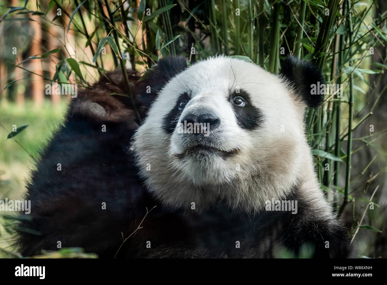 The two new pandas, Mao Sun and Xing Er (pictured) , seen in Copenhagen Zoo. (Photo credit: Gonzales Photo - Kim M. Leland). Stock Photo