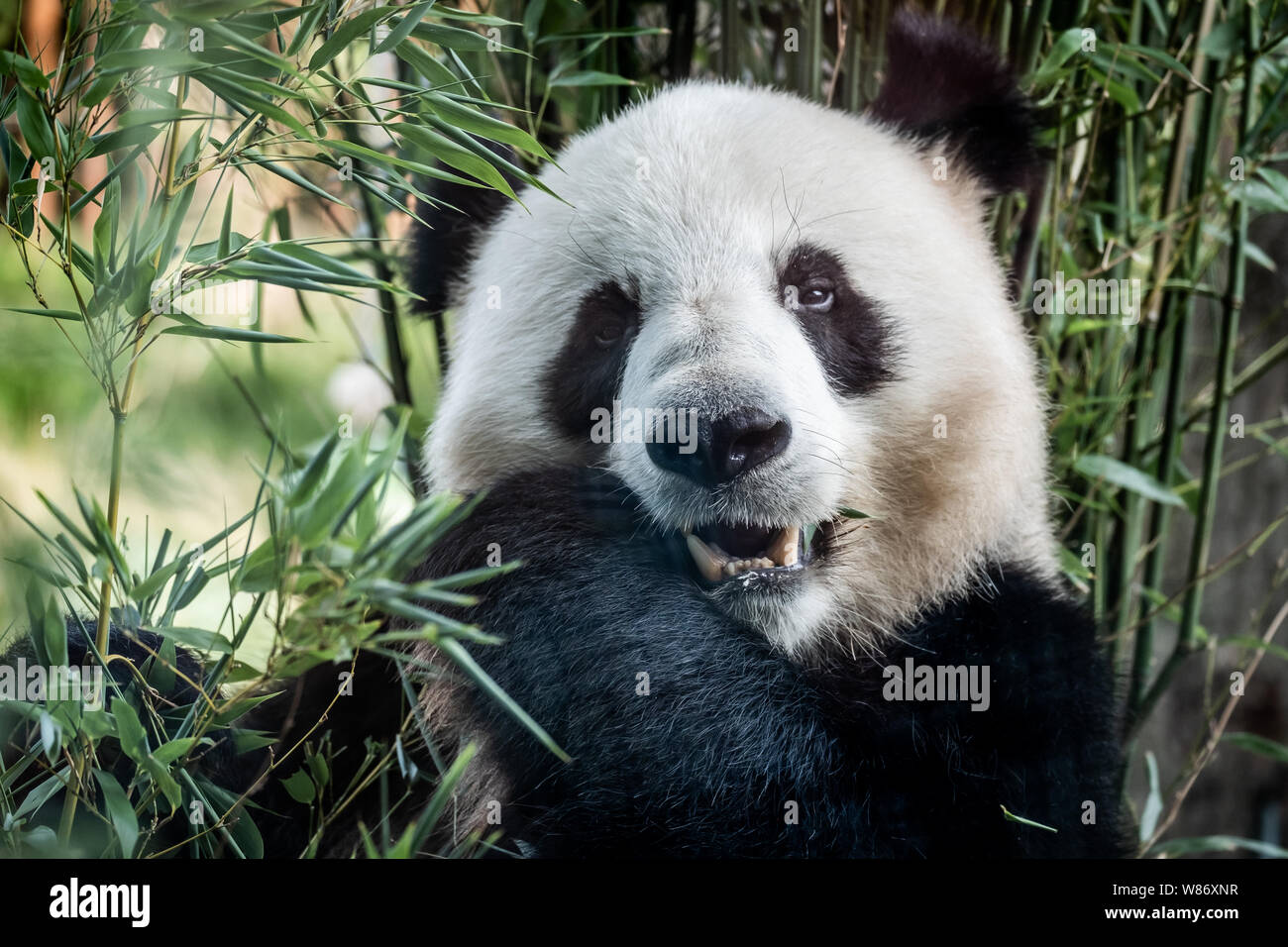 The two new pandas, Mao Sun and Xing Er (pictured) , seen in Copenhagen Zoo. (Photo credit: Gonzales Photo - Kim M. Leland). Stock Photo