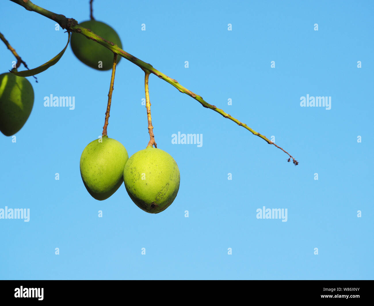 Two green mangoes on a tree. Background blue sky. Stock Photo