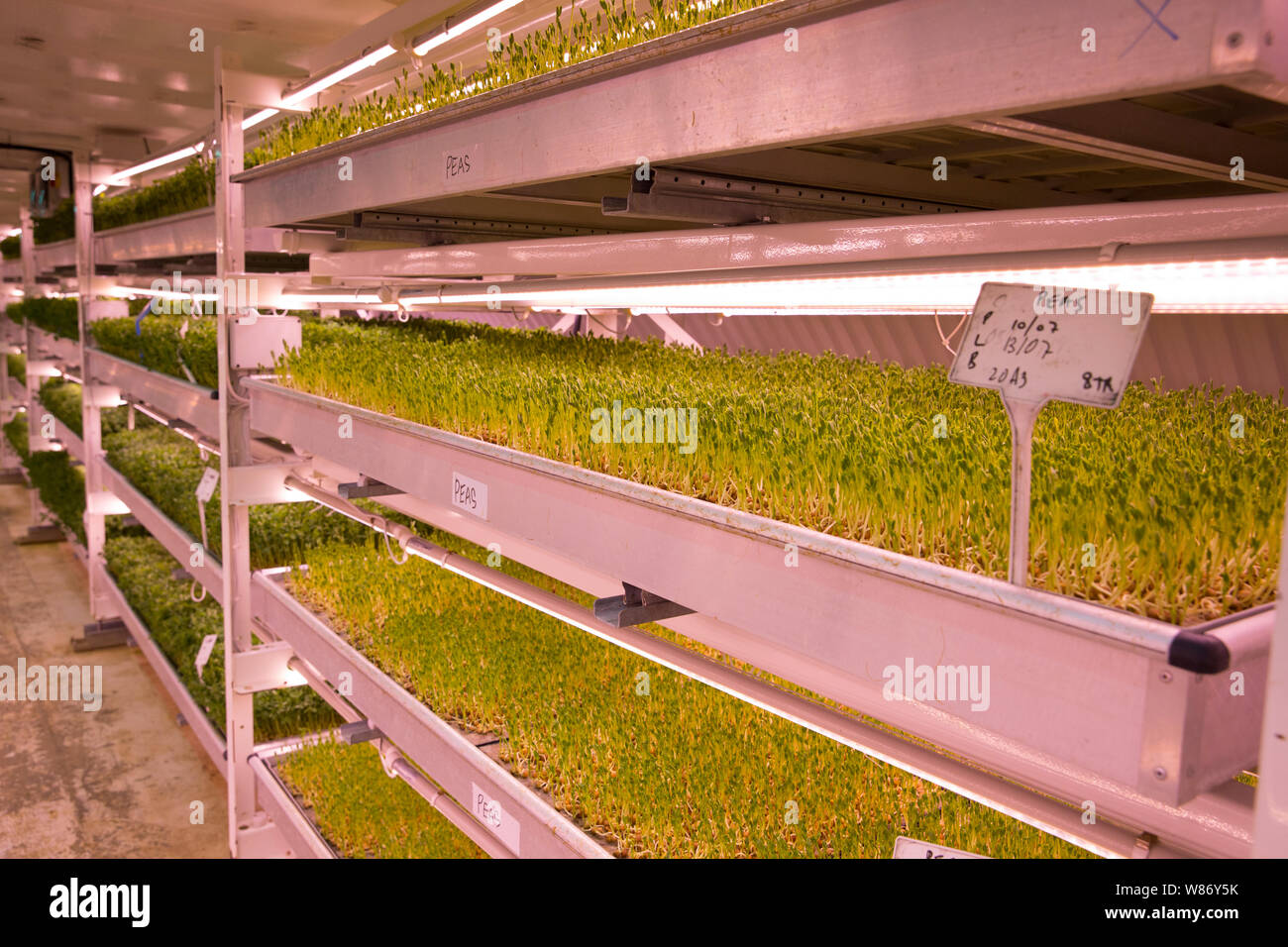 growing-underground-s-vertical-farm-100-feet-below-ground-in-clapham