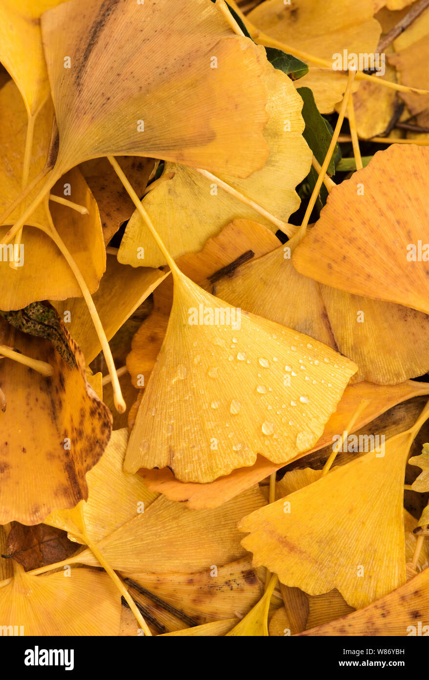 Ginkgo Biloba ( Maindenhair Tree ) Autumn / Fall yellow leaves. Stock Photo