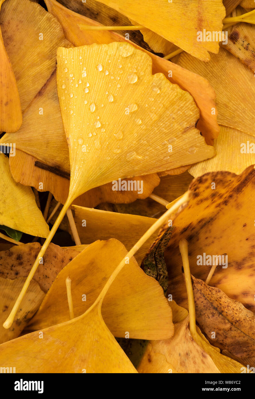 Ginkgo Biloba ( Maindenhair Tree ) Autumn / Fall yellow leaves. Stock Photo