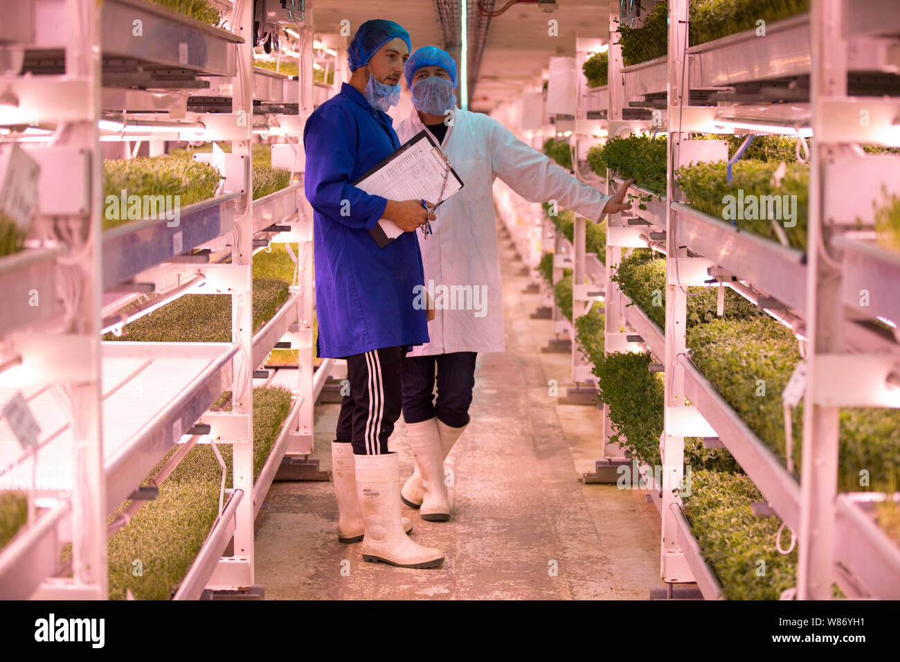 Growing Underground’s vertical farm 100 feet below ground in Clapham, south London, built in former air raid shelters, England, United Kingdom Stock Photo