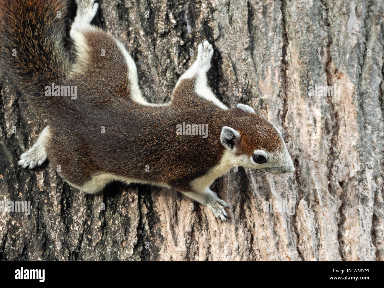 Closeup Squirrel is Climbing on Tree Bark Stock Photo Alamy