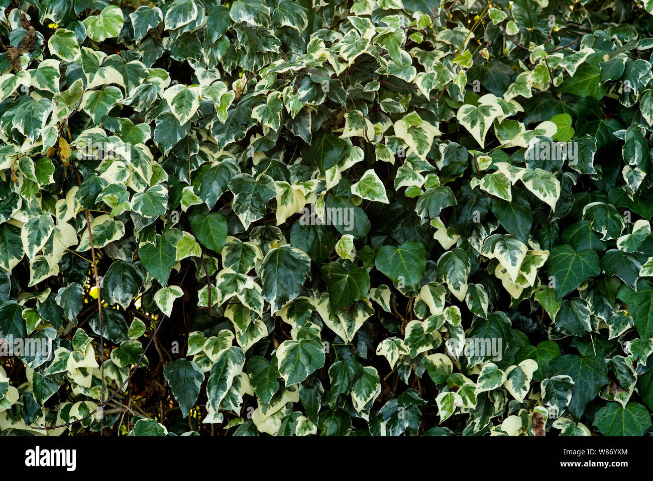 Ivy ( Hedera ) an evergreen option for ground cover or climbing a wall / fence to produce a textured green wall. Stock Photo