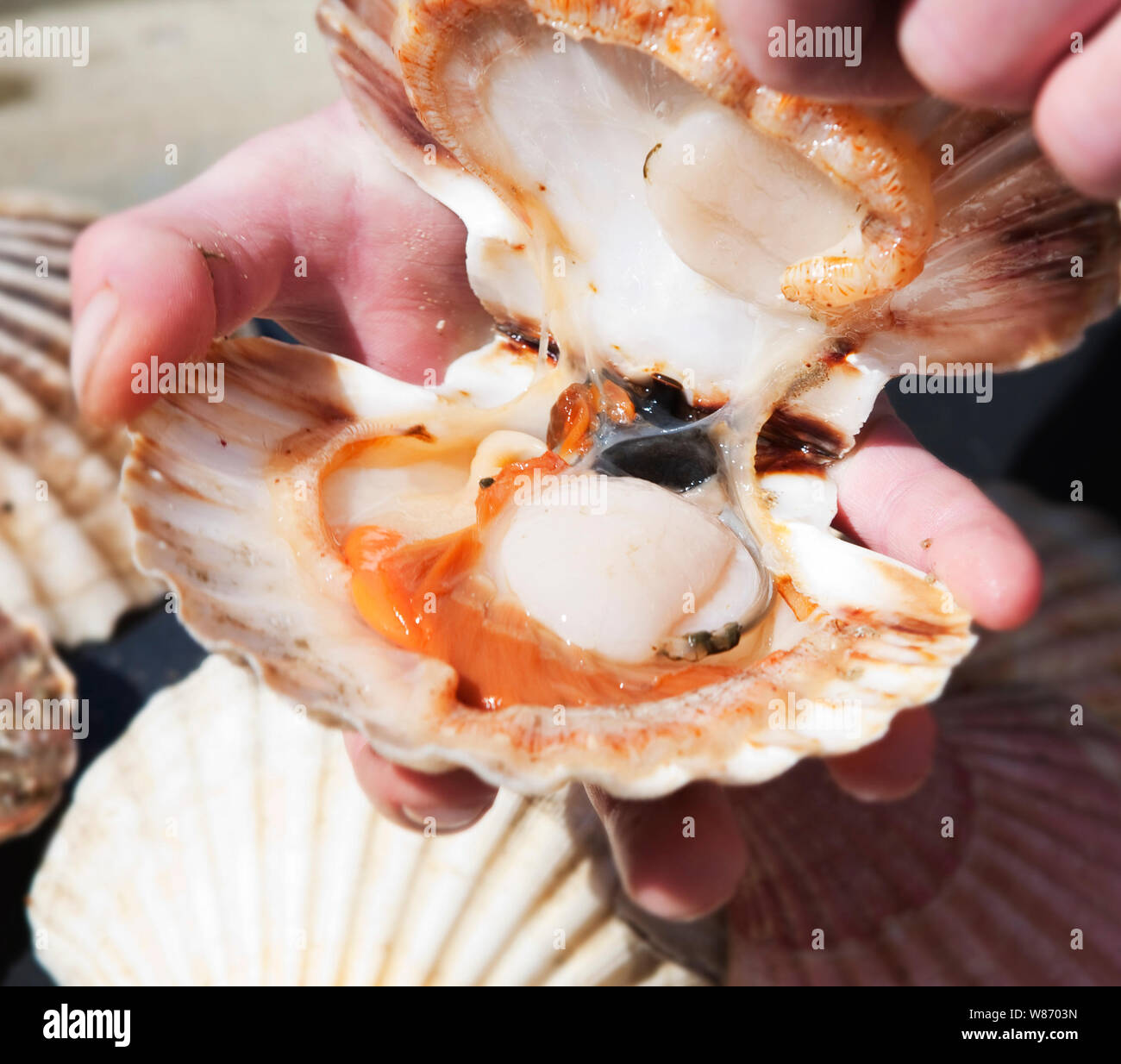 freshly caught scallops with their shells being opened. Stock Photo