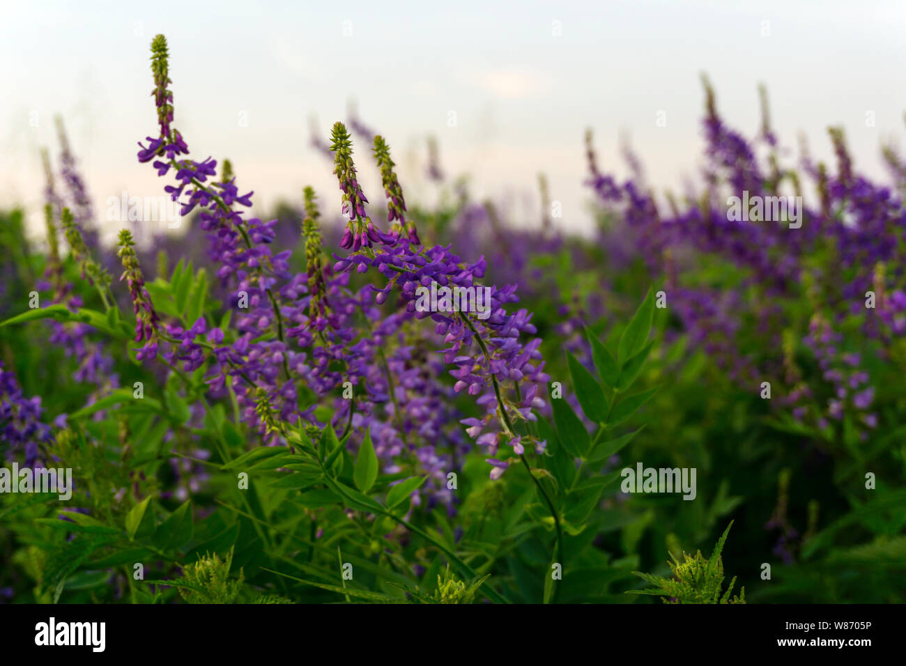 soft background with purple meadow flowers of alfalfa Stock Photo - Alamy