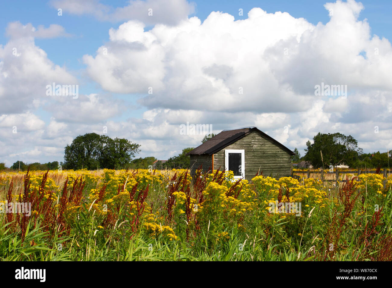 Tarleton, Lancashire. 8th August, 2019. UK Weather: Blue skies and bright sunshine on wild flower plants in a fallow field in the agricultural area.The yellow daisy-like flowers are common yellow ragwort a plant that is toxic to livestock and horses and occurs in neglected or overgrazed grass fields.  It is the only one of the five weeds specified in the Weeds Act 1959 that poses a serious risk to animal health, especially horses, ponies, cattle and sheep as it can cause cumulative liver damage and can even be fatal if ingested in its green or dried state. Credit: MWI/AlamyLiveNews Stock Photo