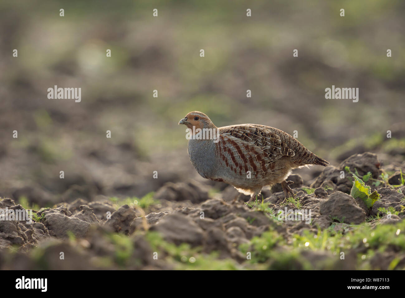 Grey Partridge ( Perdix perdix ) walking over a ploughed field, nice backlight rim, threatened species by intensive farming, wildlife, Europe. Stock Photo