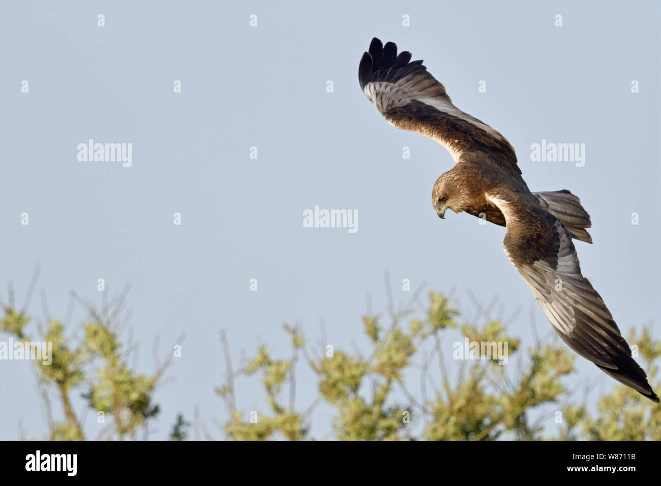 Western Marsh Harrier / Rohrweihe  ( Circus aeruginosus ), adult male, flying, hunting flight, watching for prey, wildlife, Europe. Stock Photo