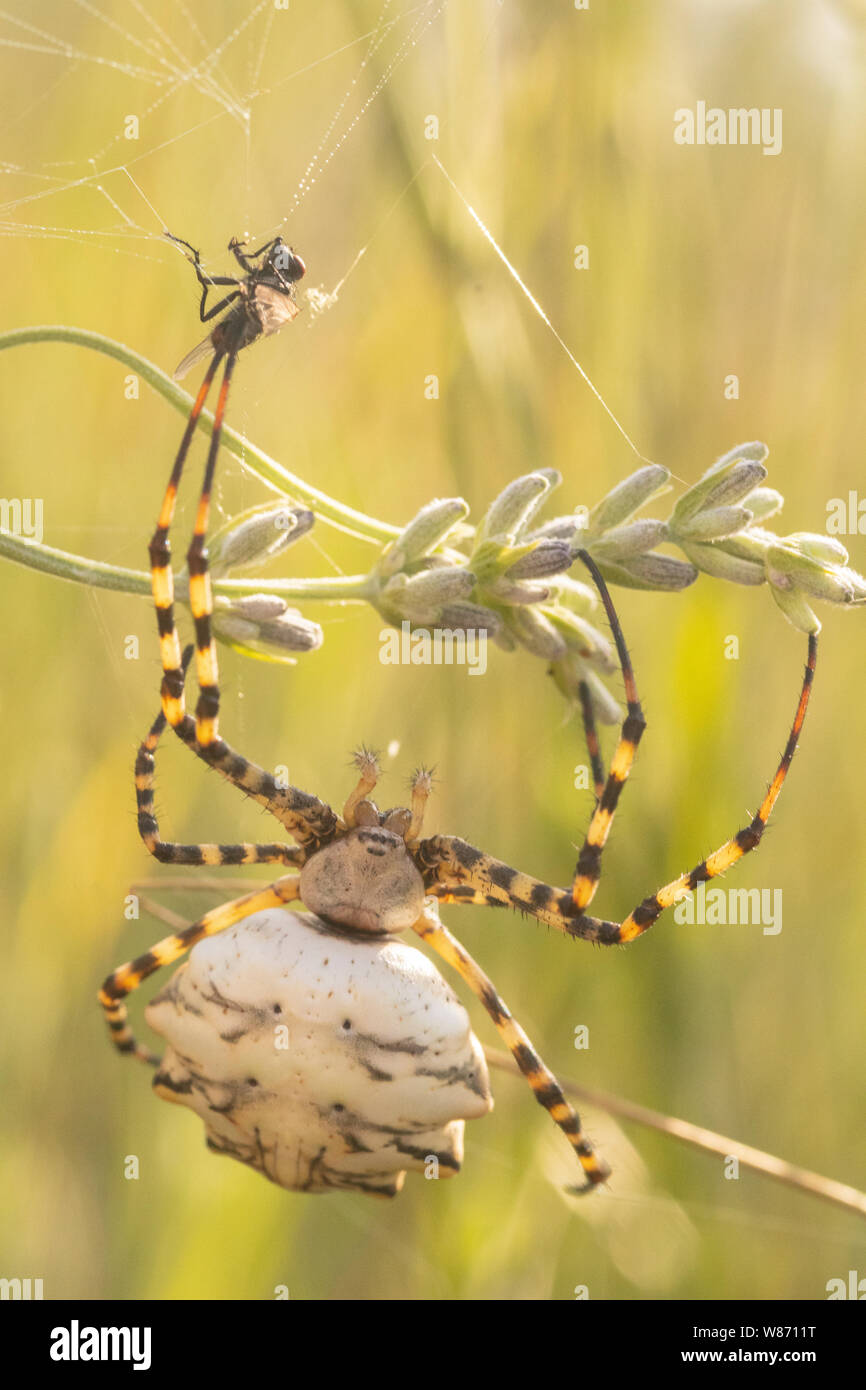 Lobed argiope spider (Argiope lobata) whit prey. Stock Photo