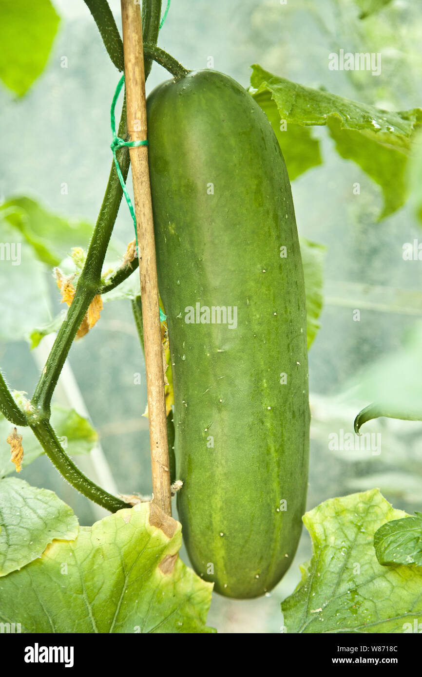 cucumbers on the vine