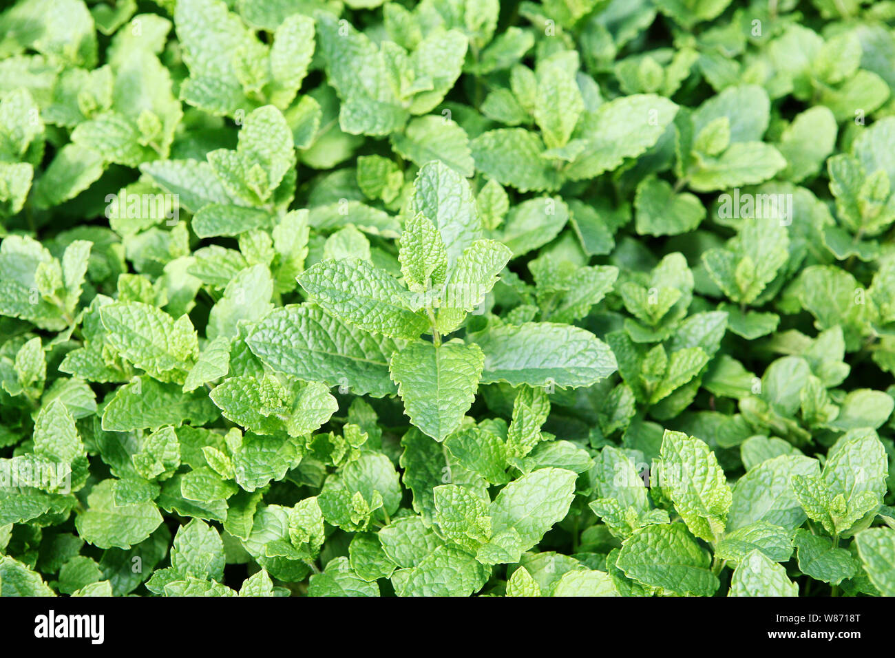 mint plants growing in a commercial greenhouse Stock Photo Alamy