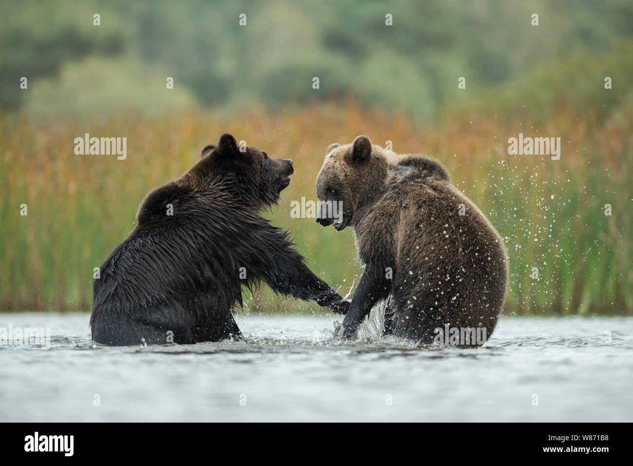 Eurasian Brown Bears ( Ursus arctos ) fighting, struggling, in fight, standing on hind legs in the shallow water of a lake, Europe. Stock Photo