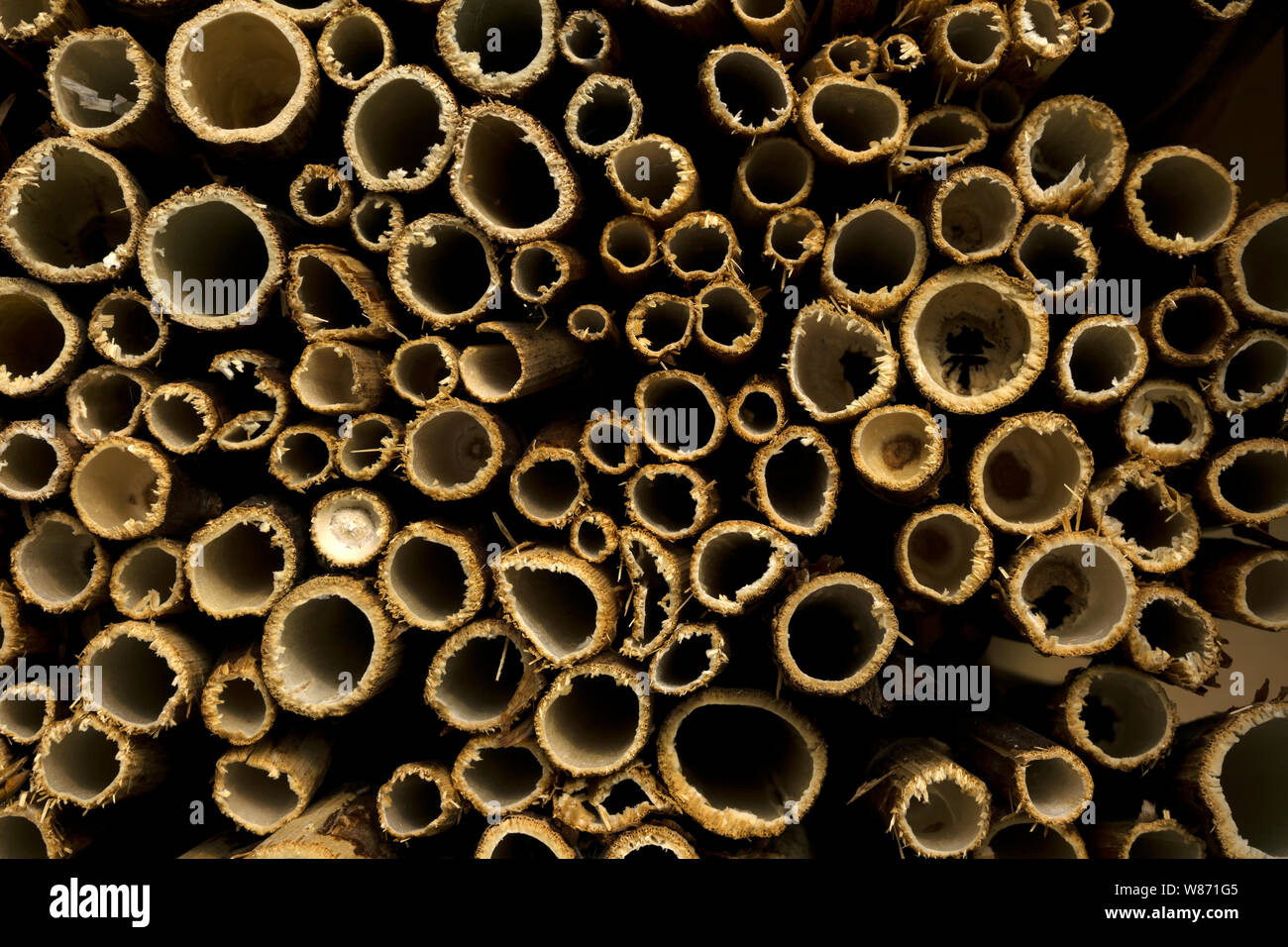 Hollow marijuana stems positive seen rollitup interesting things where now get here