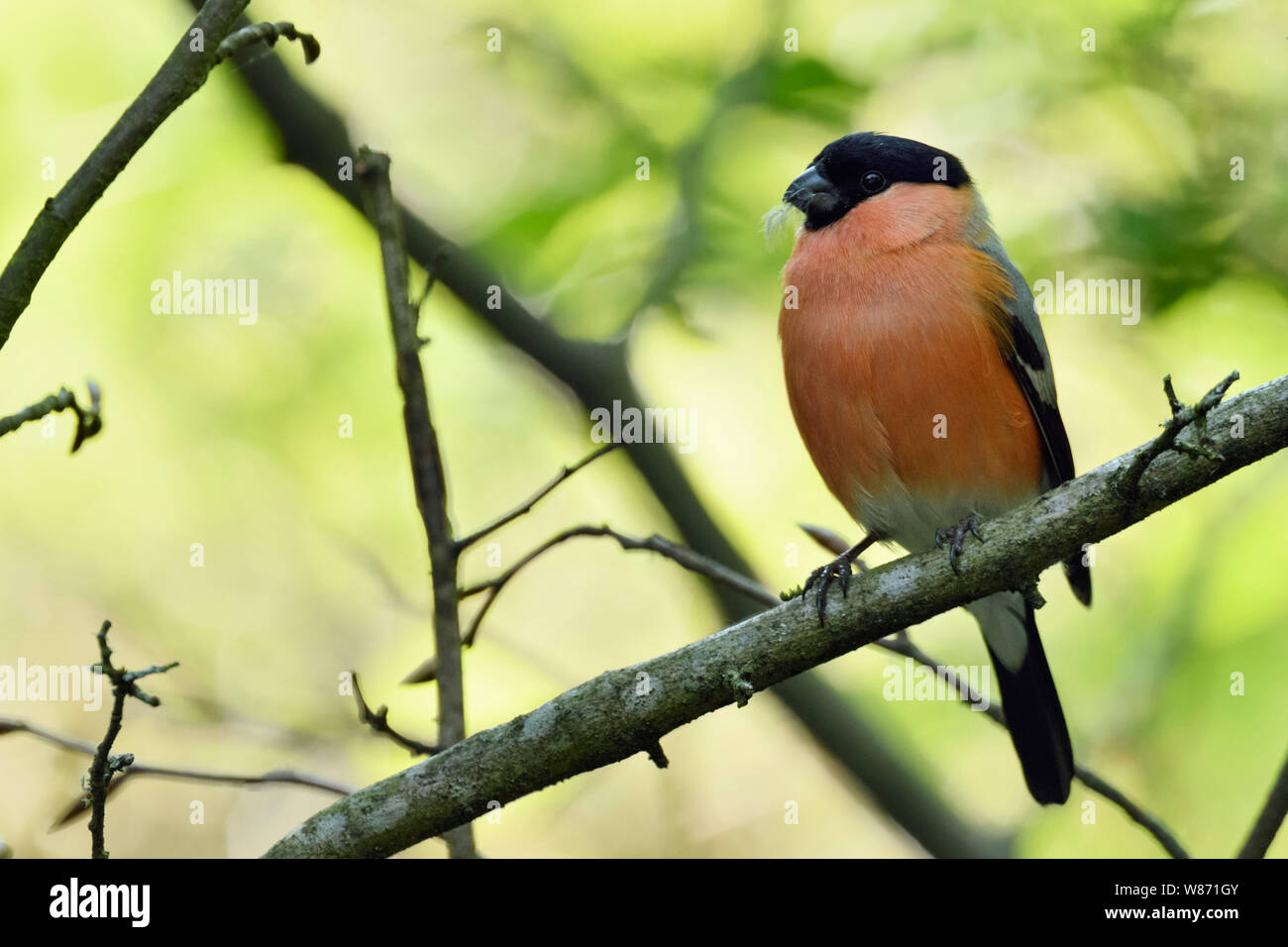 Eurasian Bullfinch ( Pyrrhula pyrrhula ), male in breeding dress, perched on a branch in some bushes, natural setting, wildlife, Europe. Stock Photo