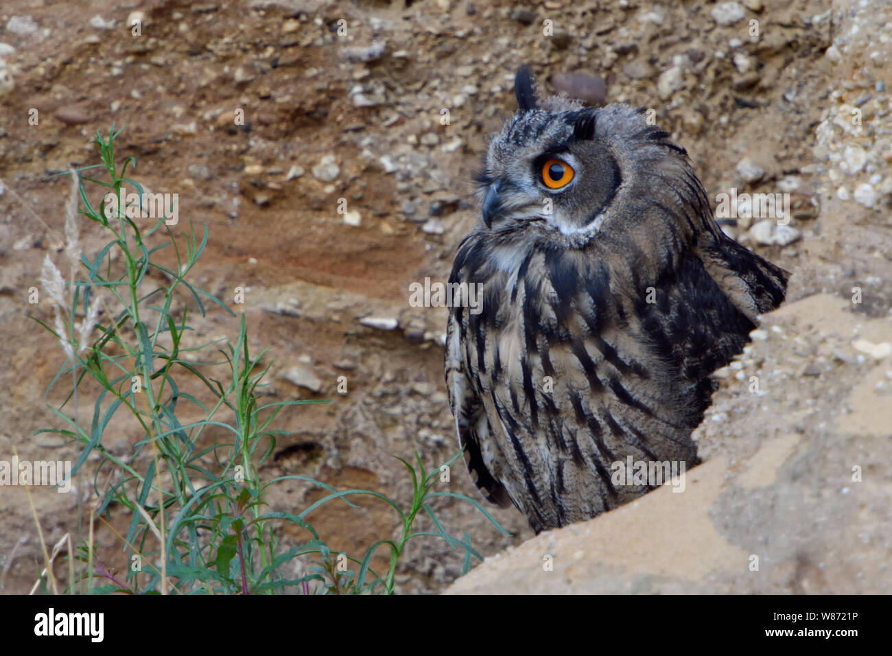 Eurasian Eagle Owl / Europaeischer Uhu ( Bubo bubo ), young, hiding behind rocks, watching attentively, bright orange eyes, wildlife, Europe. Stock Photo